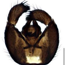 Attēlu rezultāti vaicājumam “Sciara analis”