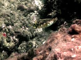 Image result for Bsac London No1 Branch