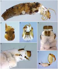 Attēlu rezultāti vaicājumam “Trichoptera”