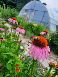 Attēlu rezultāti vaicājumam “Echinacea purpurea bud”