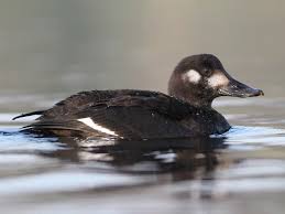 Attēlu rezultāti vaicājumam “Melanitta fusca male”
