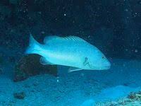 Image result for Lutjanus cyanopterus