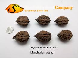 Attēlu rezultāti vaicājumam “Juglans mandshurica male flower”