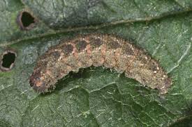 Attēlu rezultāti vaicājumam “Herminia tarsicrinalis”