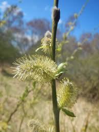 Attēlu rezultāti vaicājumam “Salix cinerea female flower”
