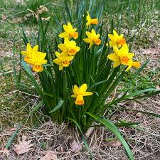 Attēlu rezultāti vaicājumam “Narcissus”