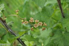 Attēlu rezultāti vaicājumam “Ribes nigrum flower”