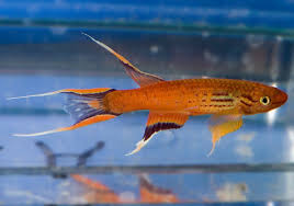 Attēlu rezultāti vaicājumam “Lophozia ascendens”