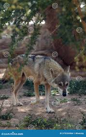 Image result for canis lupus arabs