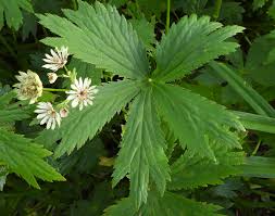 Attēlu rezultāti vaicājumam “Oenothera rubricauli leaf”