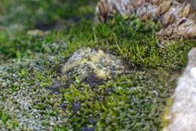 Attēlu rezultāti vaicājumam “Gymnostomum calcareum”