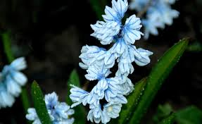 Attēlu rezultāti vaicājumam “Libanotis montana flower”