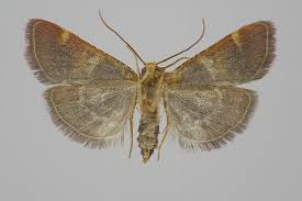 Attēlu rezultāti vaicājumam “Pyralis regalis”