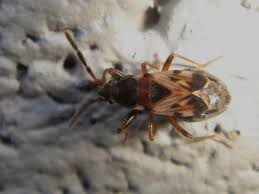 Attēlu rezultāti vaicājumam “Scolopostethus thomsoni”