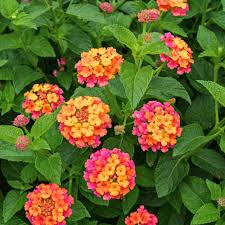 Attēlu rezultāti vaicājumam “Lonicera caerulea var. pallasii flower”