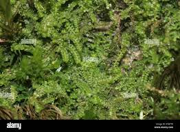 Attēlu rezultāti vaicājumam “Barbilophozia attenuata”