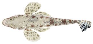 Image result for Platycephalus speculator