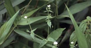 Attēlu rezultāti vaicājumam “Myosoton aquaticum”