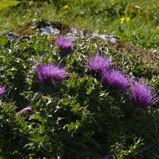 Attēlu rezultāti vaicājumam “Cirsium acaule”