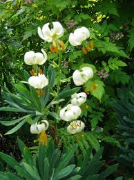 Image result for Lilium martagon Alba