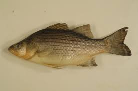 Image result for Morone chrysops