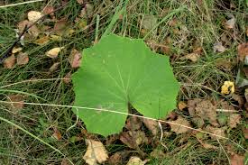 Attēlu rezultāti vaicājumam “Tussilago farfara leaf”
