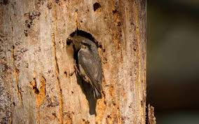 Attēlu rezultāti vaicājumam “Sitta europaea nest”