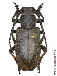 Attēlu rezultāti vaicājumam “Lamia textor”