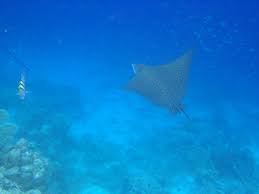 Image result for Aetobatus narinari