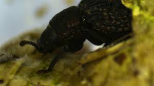 Attēlu rezultāti vaicājumam “Bolitophagus reticulatus larva”