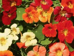 Image result for Tropaeolum majus