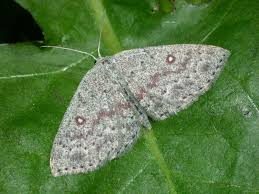 Attēlu rezultāti vaicājumam “Cyclophora pendularia”