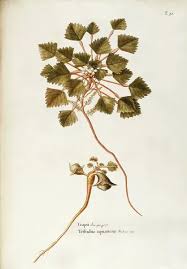 Attēlu rezultāti vaicājumam “Trapaceae”