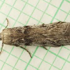 Attēlu rezultāti vaicājumam “Zophodia grossulariella”