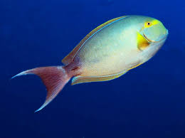 Image result for Acanthurus xanthopterus