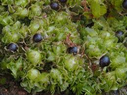 Attēlu rezultāti vaicājumam “Fossombronia wondraczekii”