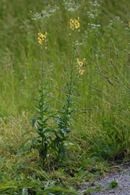 Image result for Verbascum blattaria
