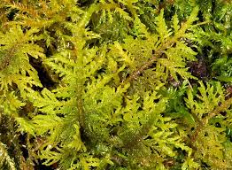 Attēlu rezultāti vaicājumam “Thuidium tamariscinum”