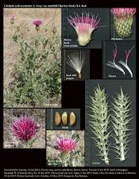 Attēlu rezultāti vaicājumam “Cirsium x rigens flower”