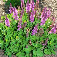 Image result for Salvia nemorosa