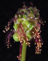 Attēlu rezultāti vaicājumam “Poterium sanguisorba”