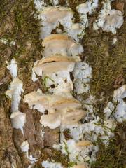 Attēlu rezultāti vaicājumam “Junghuhnia pseudozilingiana”