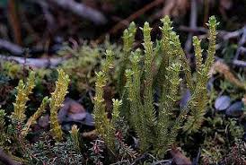 Attēlu rezultāti vaicājumam “Lycogala asperum”