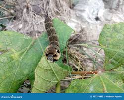 Attēlu rezultāti vaicājumam “Deilephila elpenor larva”