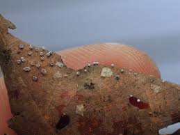 Attēlu rezultāti vaicājumam “Physarum diderma sessile”