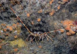 Image result for Palinurus elephas