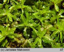 Attēlu rezultāti vaicājumam “Encalypta streptocarpa”