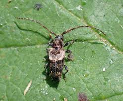 Attēlu rezultāti vaicājumam “Pogonocherus hispidulus”