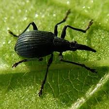 Attēlu rezultāti vaicājumam “Protapion sp.”