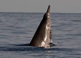 Image result for Mesoplodon bidens